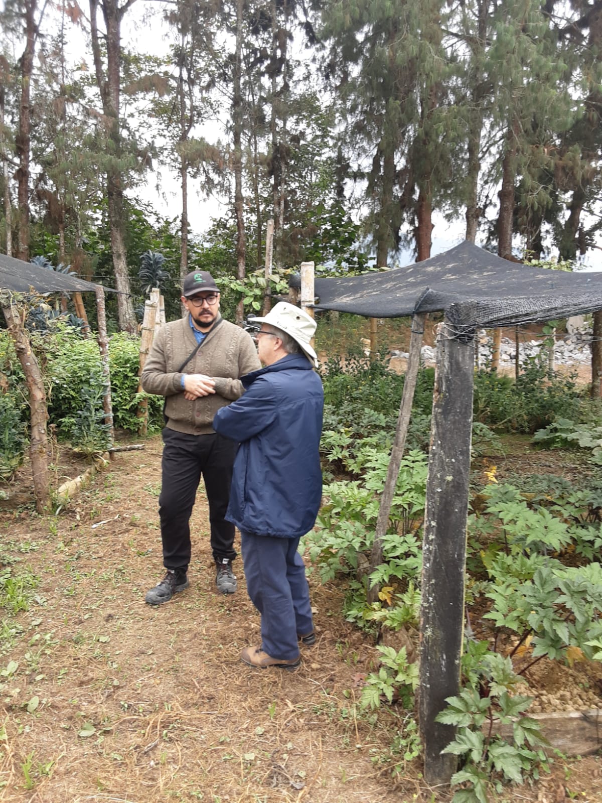 Asesoría técnica a un productor en huerta bajo polisombra